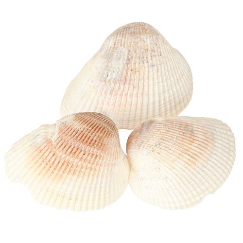 Floristik24 Shell decoration shells white brown cockles 5-7cm 300g