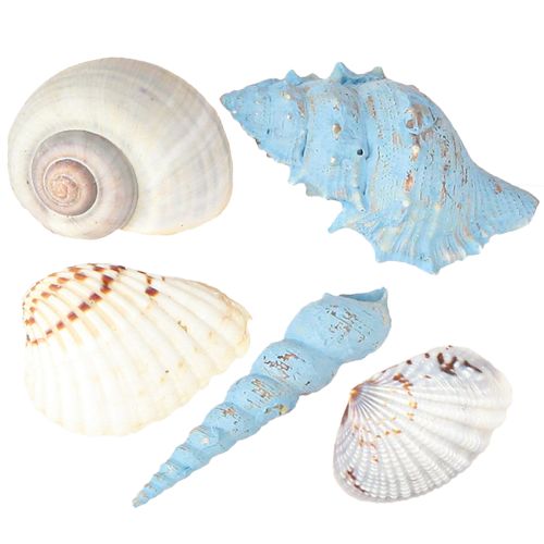 Product Shell decoration snail shells blue natural 3–5 cm 150 g