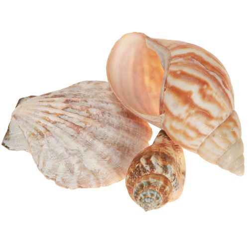 Shell decoration sea snail natural 350g × 3pcs