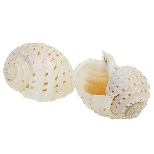 Floristik24 Mussel Tonna Tessalata 7 pcs