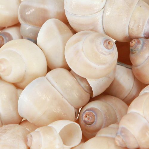 Floristik24 Mussel Umachi 500g