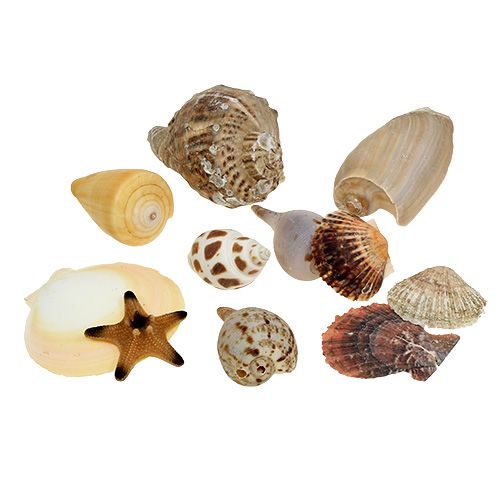 Floristik24 Mussel mix in a box natural 380g