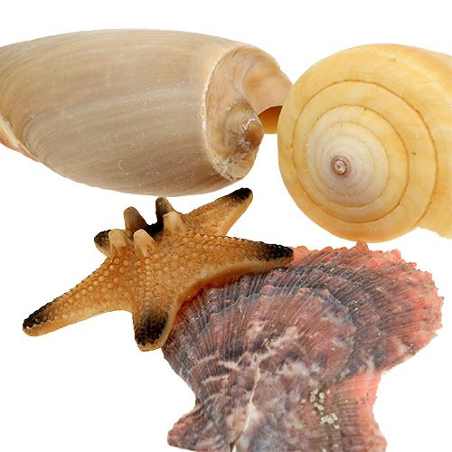 Floristik24 Mussel mix in a box natural 380g