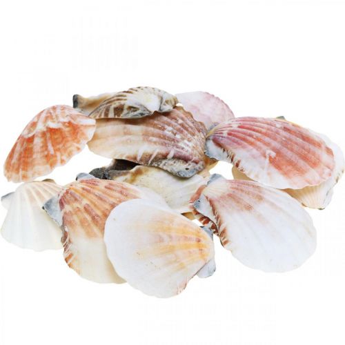 Floristik24 Shell box, natural scallops, maritime decoration H3–5cm 900g