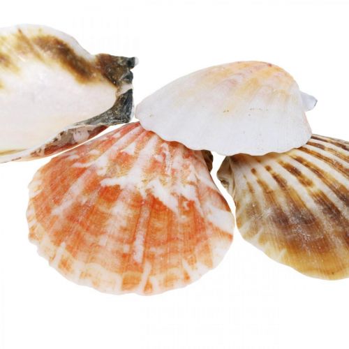Floristik24 Shell box, natural scallops, maritime decoration H3–5cm 900g