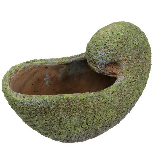 Floristik24 Shell for planting with moss 28.5cm x 14cm H21cm