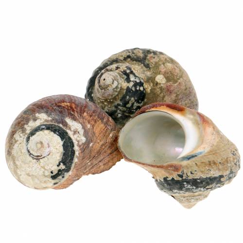 Product Turban shell alikreukel natural 500g