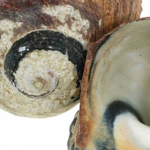 Product Turban shell alikreukel natural 500g