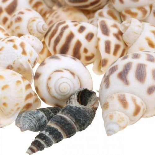 Shell decoration, mini deco snail, sea snail mix L2–4cm 780g