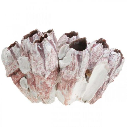 Floristik24 Deco shell barnacles nature, maritime decoration