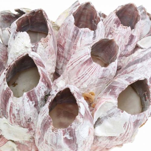 Product Deco shell barnacles nature, maritime decoration