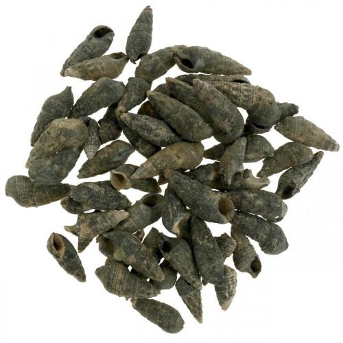 Floristik24 Natural sea snail shells Marine decor Black 6-10mm 1kg