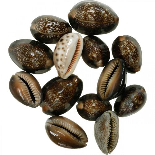 Cowrie shell deco nature maritime decoration sea snails 500g