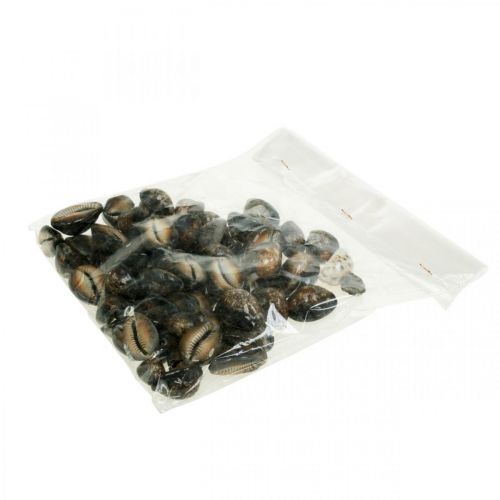Floristik24 Cowrie shell deco nature maritime decoration sea snails 500g