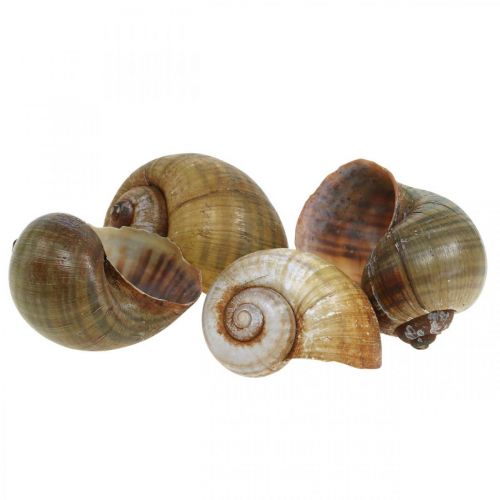 Snail decoration, snail shells maritime natural, green 10 pcs