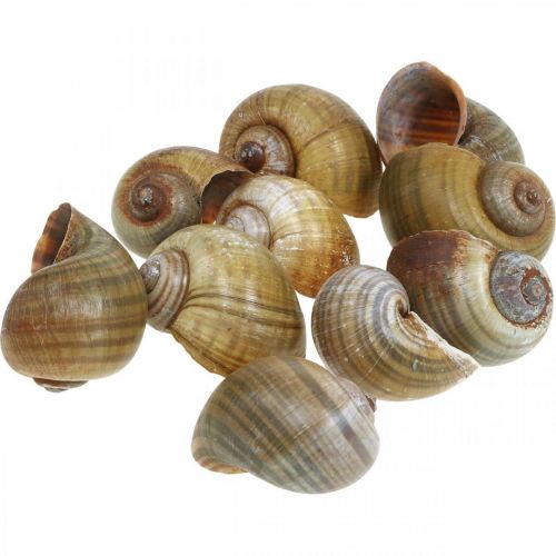 Floristik24 Snail decoration, snail shells maritime natural, green 10 pcs