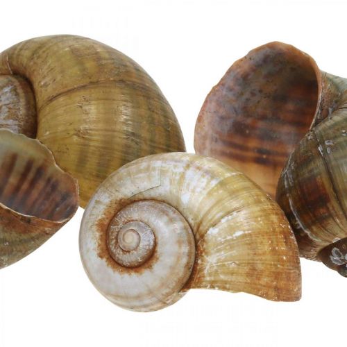 Floristik24 Snail decoration, snail shells maritime natural, green 10 pcs