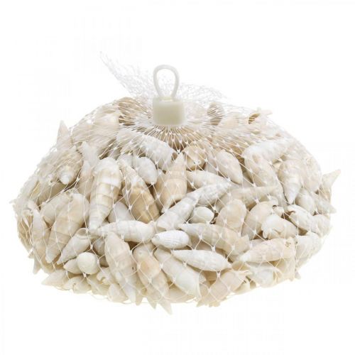 Floristik24 Deco snails white, sea snail natural decoration 2-5cm 1kg