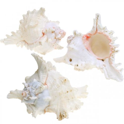 Floristik24 Shell Chicoreus ramosus 16cm 3 pcs