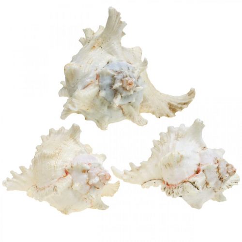 Product Shell Chicoreus ramosus 16cm 3 pcs