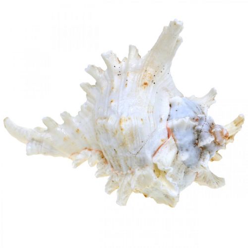 Product Shell Chicoreus ramosus 16cm 3 pcs