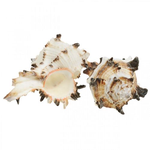 Floristik24 Deco snail shells striped, sea snails natural decoration 1kg