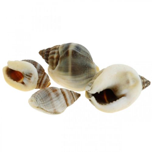 Natural decoration, snail shells natural 1–2cm, shell decoration 1kg