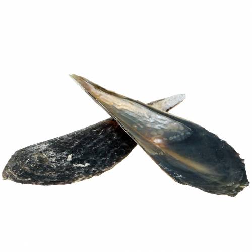 Floristik24 Pen shells black 24 – 30cm 1kg