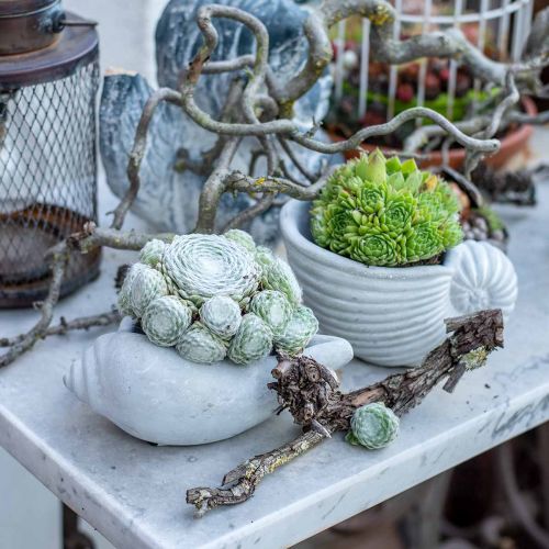 Floristik24 Shell plant pot, plant bowl snail shell, maritime concrete decoration L17cm H7.5cm 3 pieces