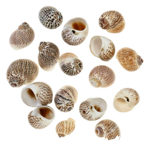 Floristik24 Natural snail shells 500g