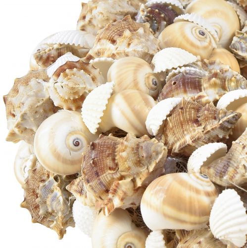 Floristik24 Shell wreath snail wreath for hanging maritime Ø35cm