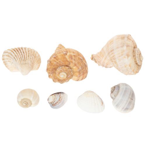 Product Snails and shells - Maritime decorative accents for unique room beautification - 500g