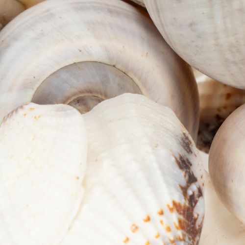 Product Snails and shells - Maritime decorative accents for unique room beautification - 500g