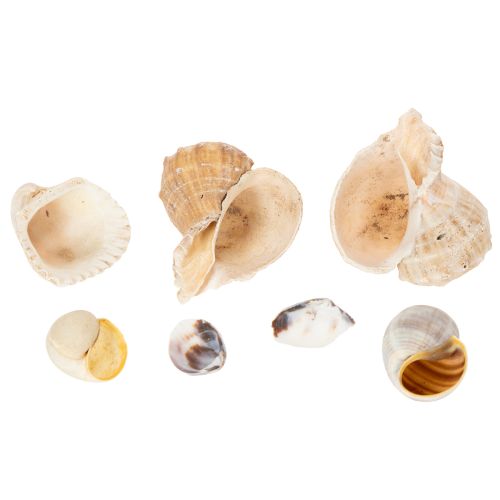 Product Snails and shells - Maritime decorative accents for unique room beautification - 500g