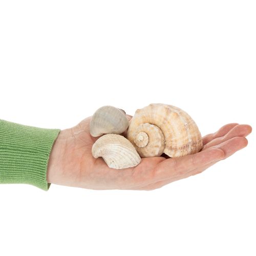 Product Snails and shells - Maritime decorative accents for unique room beautification - 500g