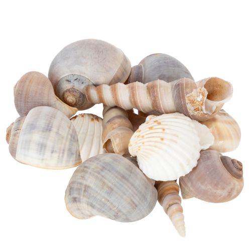 Floristik24 Shells and snails Natural maritime decorative items for stylish interior design 500g