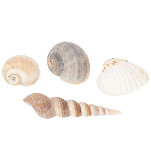 Product Shells and snails Natural maritime decorative items for stylish interior design 500g