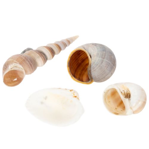 Product Shells and snails Natural maritime decorative items for stylish interior design 500g