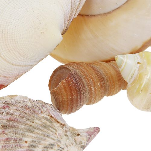 Floristik24 Shell mix in a basket 16cm x 16cm