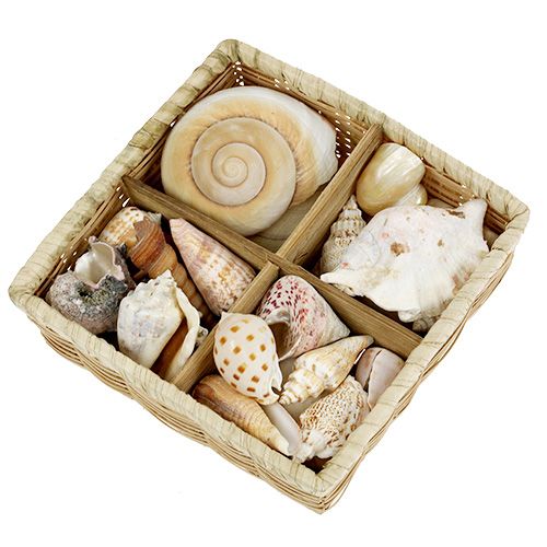 Floristik24 Shell mix in a basket 16cm x 16cm