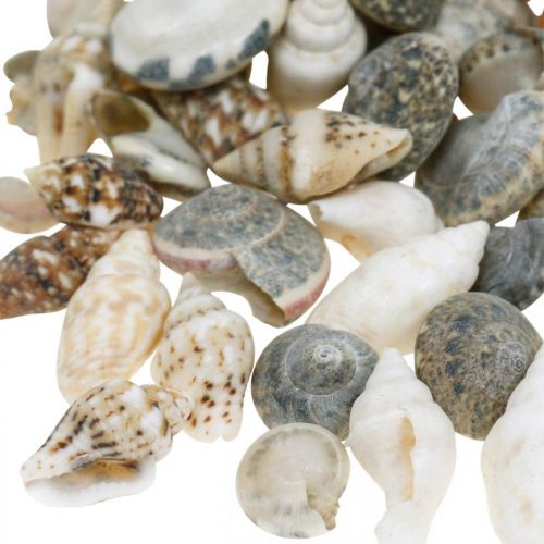Floristik24 Deco snail shell mini nature mix maritime decoration 1kg