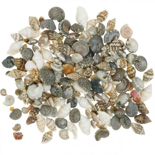 Deco snail shell mini nature mix maritime decoration 1kg