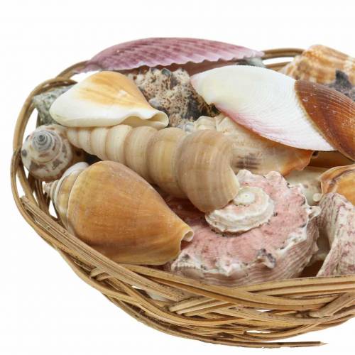 Floristik24 Shell mix in a natural basket Ø15cm 420g