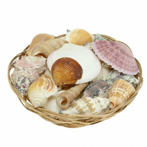 Floristik24 Shell mix in a natural basket Ø15cm 420g