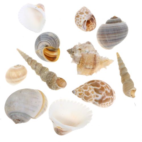 Floristik24 Shell mix natural 500g