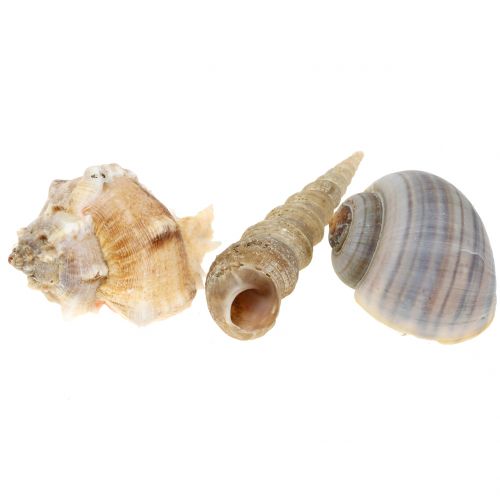 Floristik24 Shell mix natural 500g