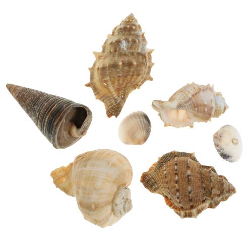 Shell assortment natural 500g