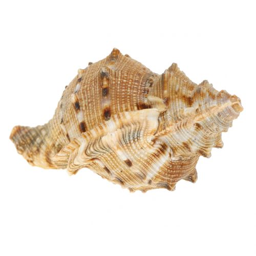 Floristik24 Shell assortment natural 500g