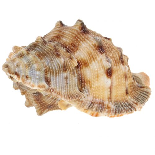 Floristik24 Mussel mix nature 500g