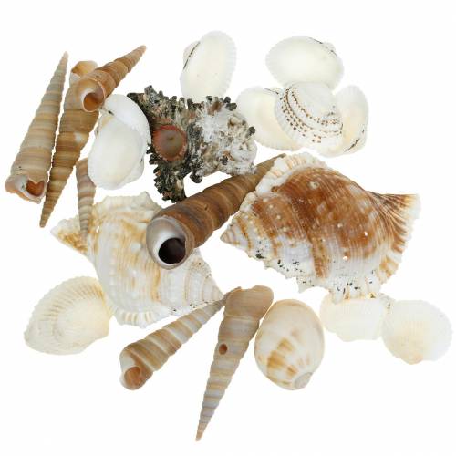 Floristik24 Mussel mix and snail shells in net natural 400g